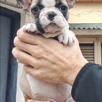 Cuccioli bulldog francese