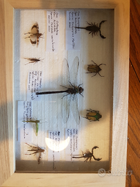 Scatola entomologica raccolta insetti