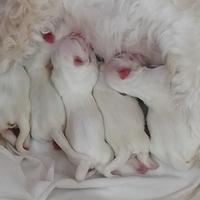 Disponibili cuccioli maltesi fine marzo 2025 Roma