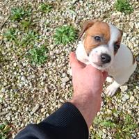 Jack russell