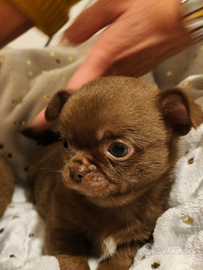 Cuccioli di Chihuahua