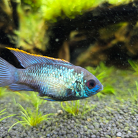 2 Andinoacara Pulcher Neon Blue - Acara
