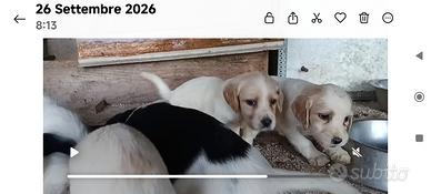 Cuccioli setter inglese