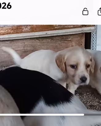 Cuccioli setter inglese