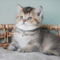 Cuccioli di british