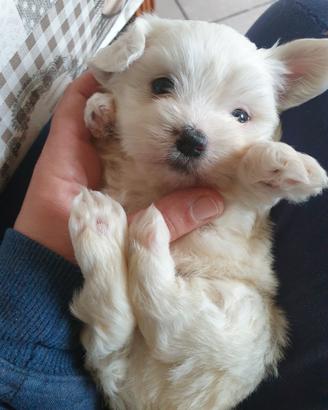 Maltesi mini