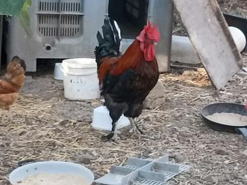 Galli e galline Marantz