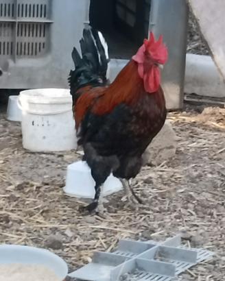 Galli e galline Marantz