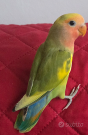 Inseparabili allevati a mano