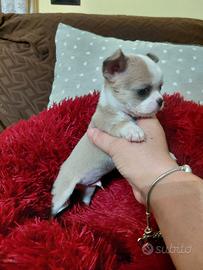 chihuahua maschietto 