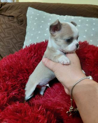 chihuahua maschietto 
