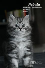 Dolcissimi Gattini Siberiani