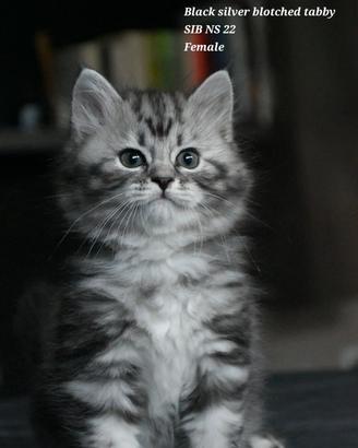 Dolcissimi Gattini Siberiani