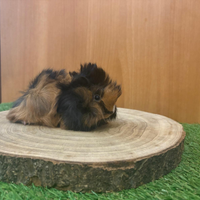 Cavie peruviane cuccioli