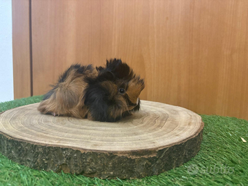 Cavie peruviane cuccioli