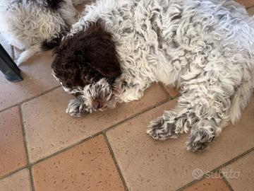 Lagotto romagnolo