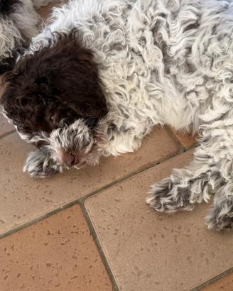 Lagotto romagnolo