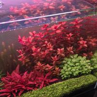 acquario olandese