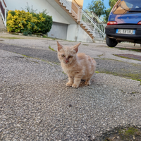 Gattino maschio , solo amanti