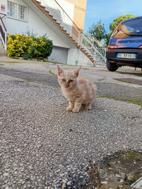Gattino maschio , solo amanti