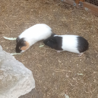 Cavie peruviane e porcellini d'india adulti