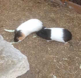 Cavie peruviane e porcellini d'india adulti