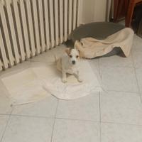 Cucciolo di 5 mesi taglia piccola