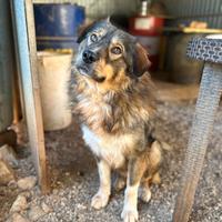 Il cane perfetto: MAX