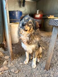 Il cane perfetto: MAX