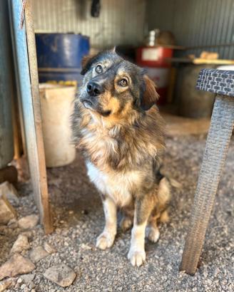Il cane perfetto: MAX