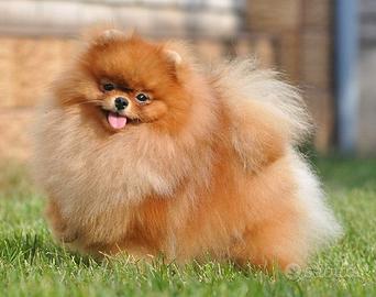 Spitz pomerania MASCHI x ACCOPPIAMENTO