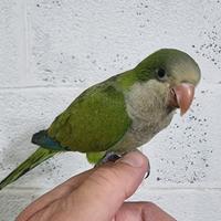 Pullo di parrocchetto Monaco svezzato