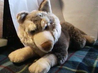 5 Peluche NUOVI:grandeHusky,Gufo,Coniglio,Cucciolo