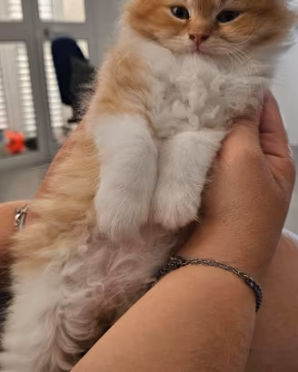 Cuccioli di Persiano
