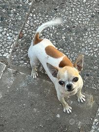 Chiwuawua per monte