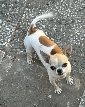Chiwuawua per monte