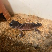 Geco Nephrurus Levis Levis