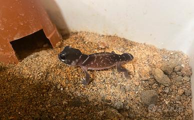 Geco Nephrurus Levis Levis