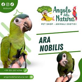 Pappagallo Ara Nobilis Pet