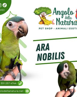 Pappagallo Ara Nobilis Pet