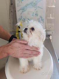 Cucciolone Maschio Maltese Vaccinato
