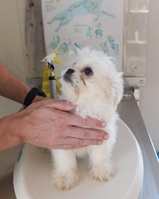 Cucciolone Maschio Maltese Vaccinato