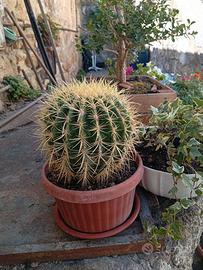 Cactus 