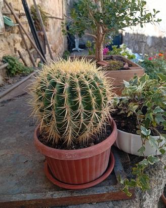 Cactus 
