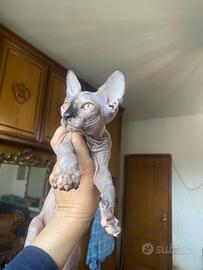 Gattina Sphynx