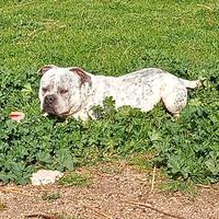 American Bully ABKC per monta