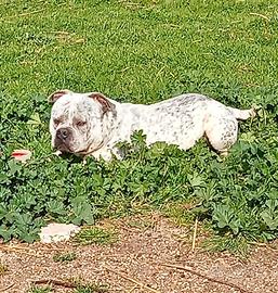 American Bully ABKC per monta