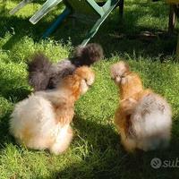 Gallo moroseta di 6 mesi