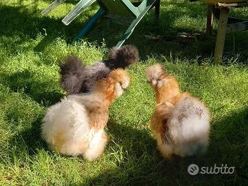 Gallo moroseta di 6 mesi