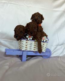 Barboncino Mini Toy/Teacup Red Brown